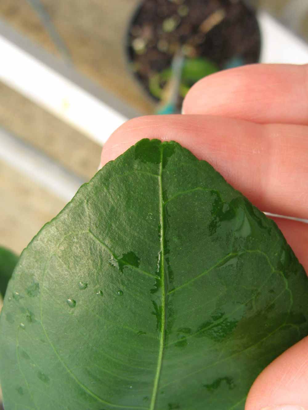              Margin (Phillip Rucks Citrus Nursery, Frostproof, FL)       